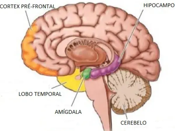 cerebro ansioso ()